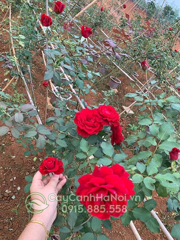 Vườn ươm cây hoa hồng cổ Sơn La