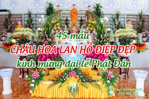 Những mẫu hoa lan hồ điệp đẹp chúc mừng ngày lễ Phật Đản