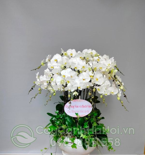 Nơi bán hoa lan hồ điệp đẹp kính mừng đại lễ tại Hà Nội