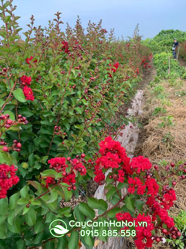 Bán cây tường vi hoa đỏ (bán hoa tường vi đỏ)