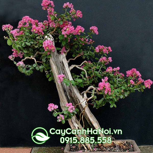 cây bonsai tường vi (tường vy bonsai)
