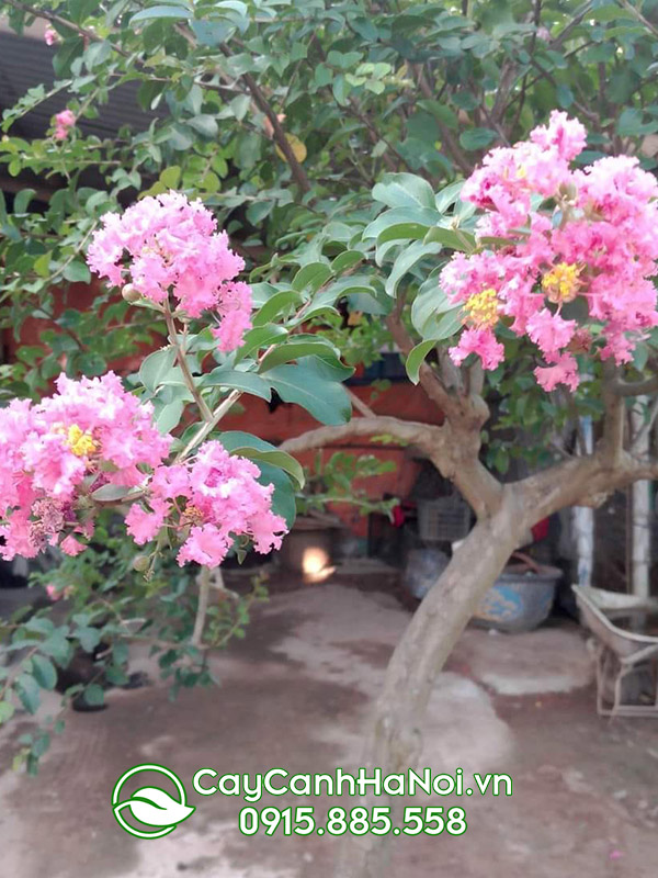 cây hoa tường vi màu hồng