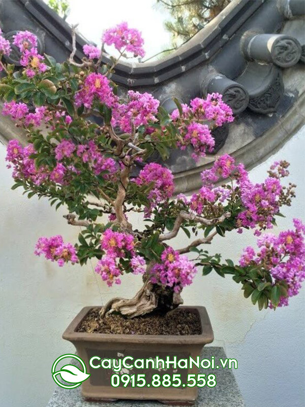 cây hoa tường vi bonsai (tuong vi bon sai)