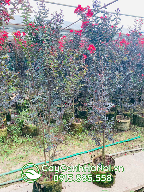 Kỹ thuật trồng hoa tường vi bằng cành (cách trồng hoa tường vi bằng cành)