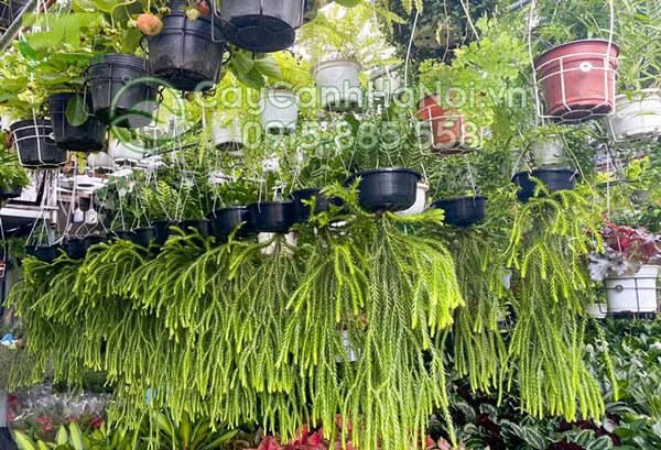Nơi bán cây râu rồng giá rẻ tại Hà Nội