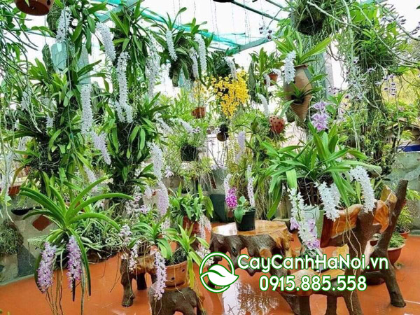 Các loại hoa phong lan phổ biến (các loại phong lan phổ biến ở Việt Nam)