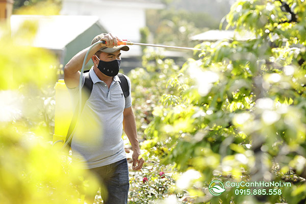 tuyển công nhân làm vườn (tìm việc người làm vườn) tại Hà Nội