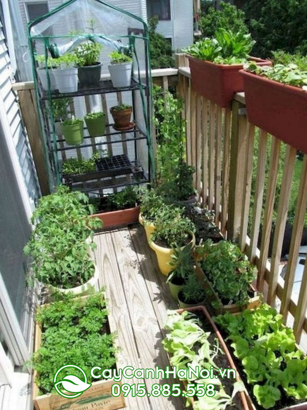 Decor vườn rau mini trên ban công nhỏ