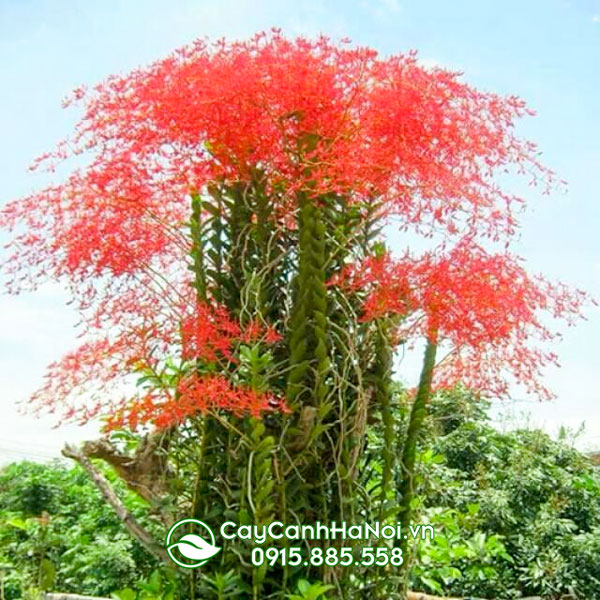 Hoa lan phượng vĩ đỏ là loại lan rừng phổ biến dễ trồng ở Việt Nam