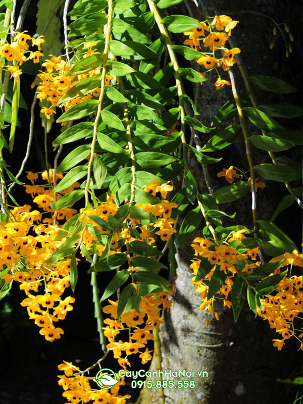 Hoàng thảo long nhãn là một trong các loại lan rừng dễ trồng