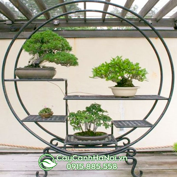 Kệ vòng tròn chuyên để cây cảnh bonsai