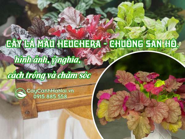Cây lá màu heuchera - chuông san hô, hình ảnh, ý nghĩa, cách trồng và chăm sóc