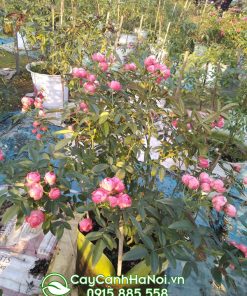 Bán sỉ lẻ cây hoa hồng trứng với số lượng lớn tại Hà Nội