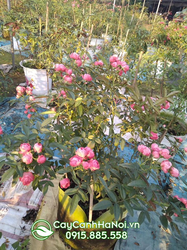 Bán sỉ lẻ cây hoa hồng trứng với số lượng lớn tại Hà Nội