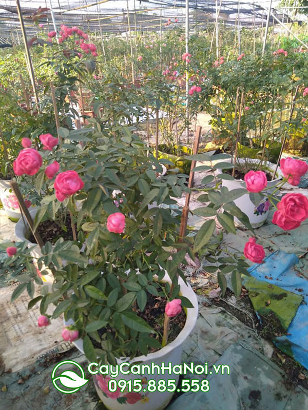 Địa chỉ bán cây hoa hồng trứng đẹp tại Hà Nội