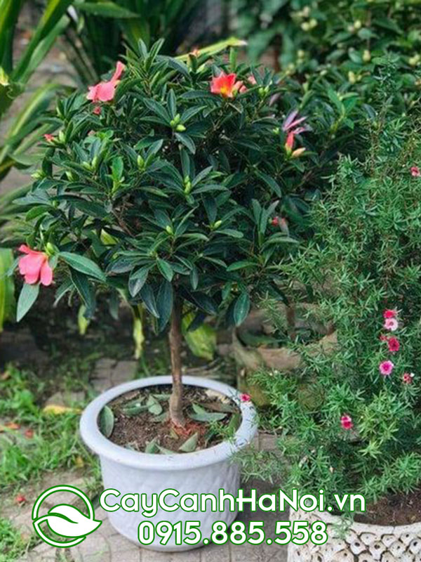 Hoa trà tứ quý trồng chậu sứ trang trí sân vườn xua đuổi hung khí