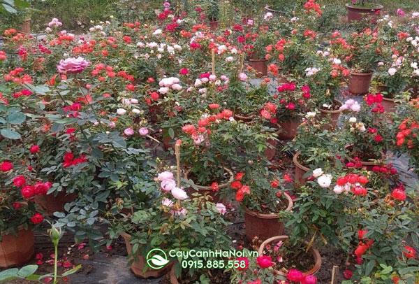 Vườn ươm hoa hồng trứng của Cây Cảnh Hà Nội