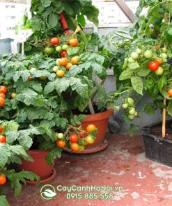 Địa chỉ bán cây cà chua cảnh trồng sân vườn