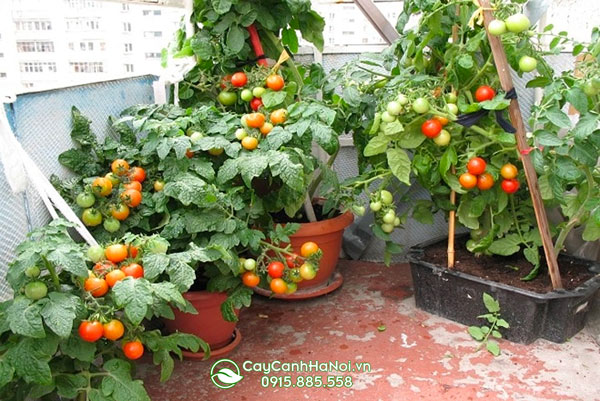 Địa chỉ bán cây cà chua cảnh trồng sân vườn