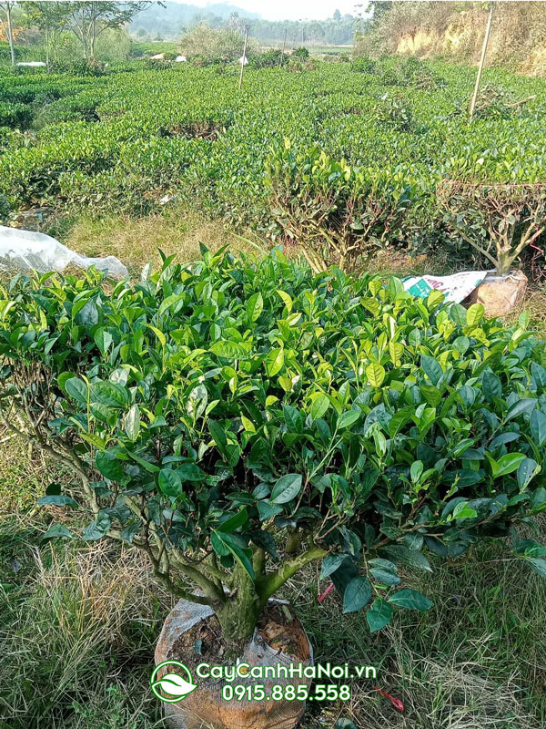 Bán cây trà xanh Thái Nguyên