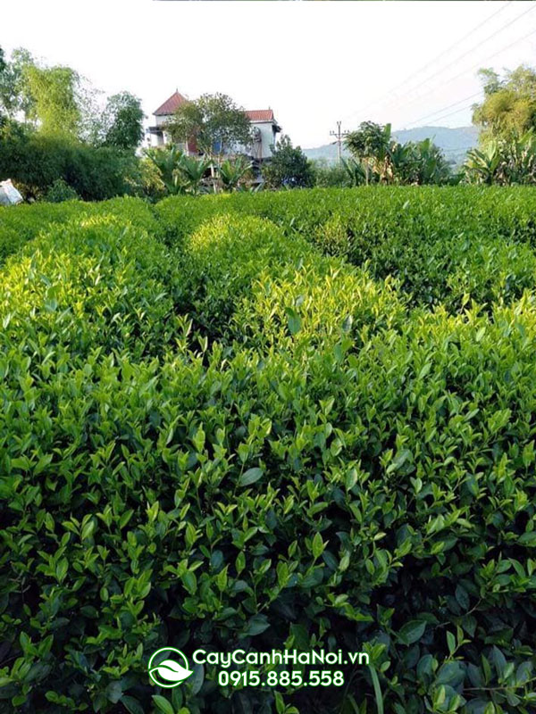 Cách chăm sóc cây chè xanh Thái Nguyên