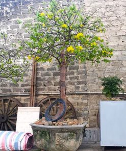 Cách chăm sóc cây mai vàng yên tử bonsai