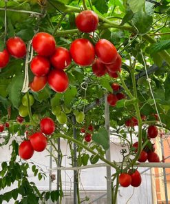 Cách làm giàn cho cây cà chua
