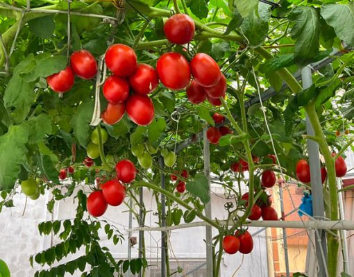 Cách làm giàn cho cây cà chua