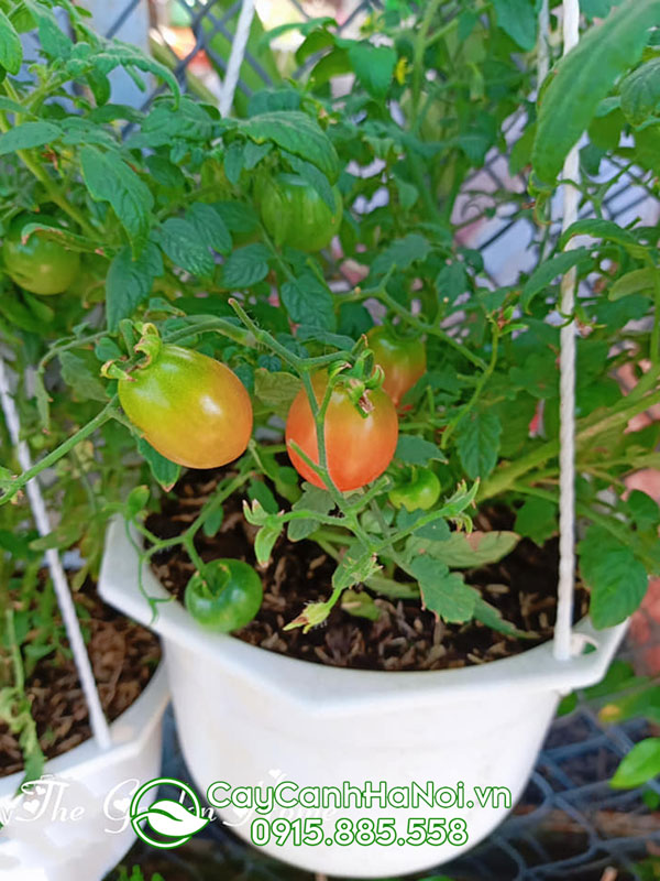 Cây cà chua cảnh trồng chậu treo
