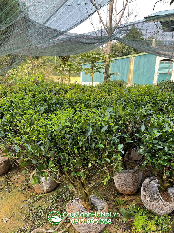 Cây chè Thái Nguyên trồng sân vườn