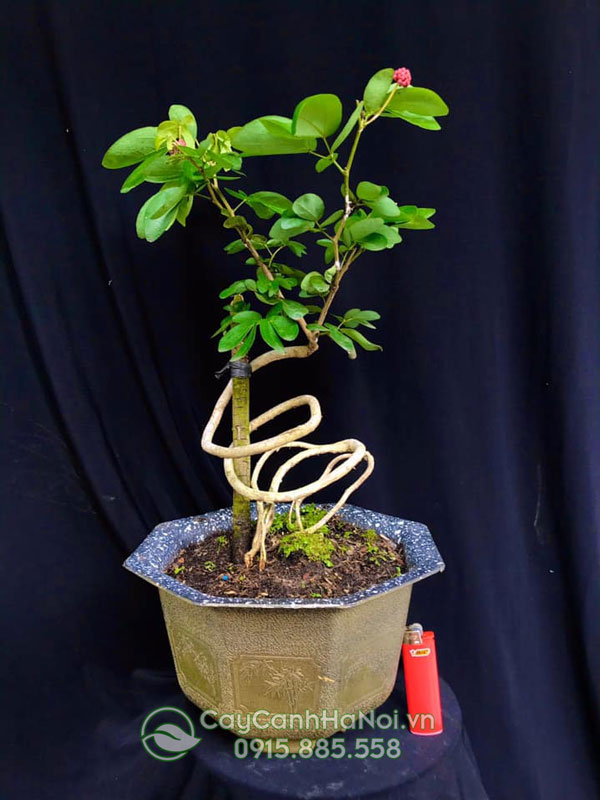 Cây điệp lào bonsai đẹp