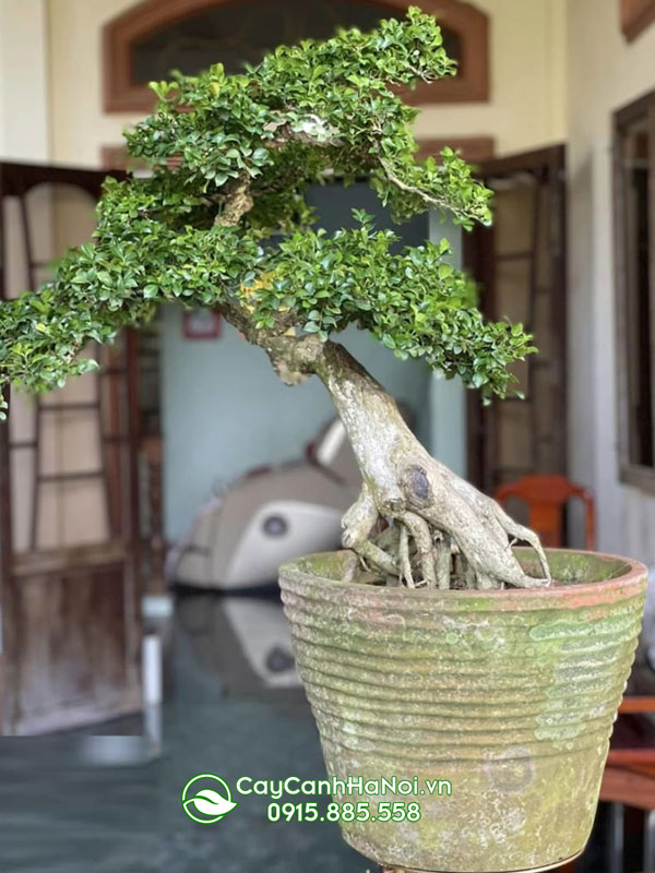 Cây hoa nguyệt quế bonsai hợp mệnh Mộc