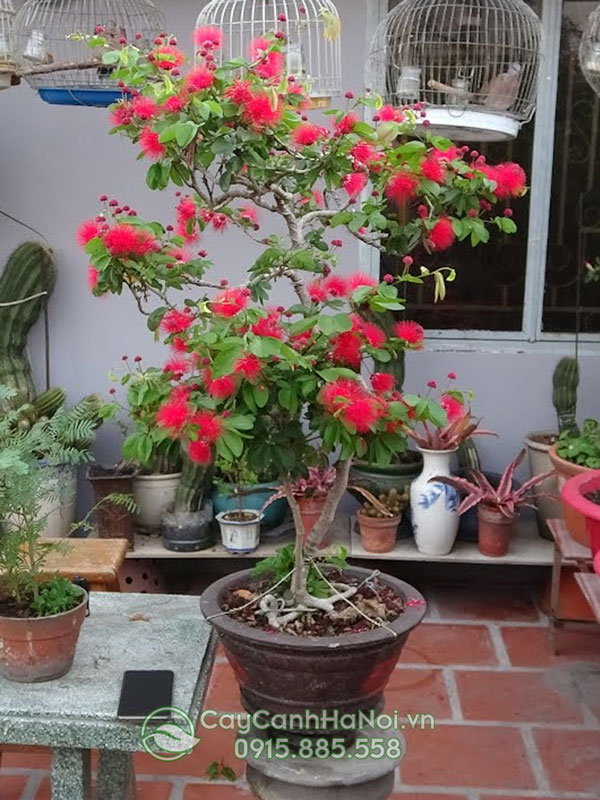 Cây hoa pháo bonsai