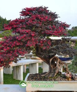 cây hồng phụng bonsai