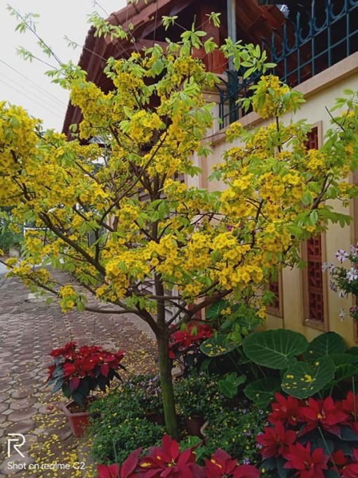 Cây mai hoa vàng yên tử trồng trước nhà