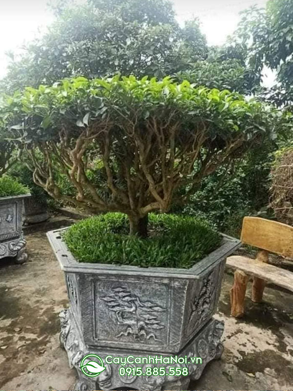 Cây trà xanh Thái Nguyên trồng chậu