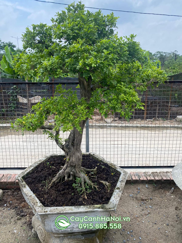Cách chăm cây nguyệt quế bonsai đẹp