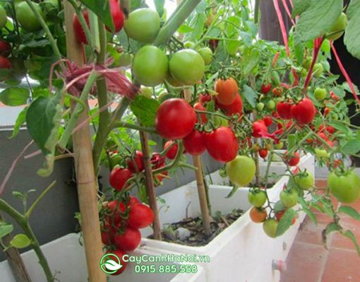 Chậu trồng cây cà chua phải có lỗ thoát nước