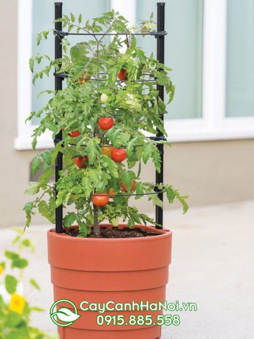 Đất trồng cây cà chua phải thoát nước tốt