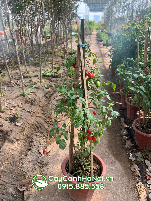 Địa điểm mua cây cà chua cảnh