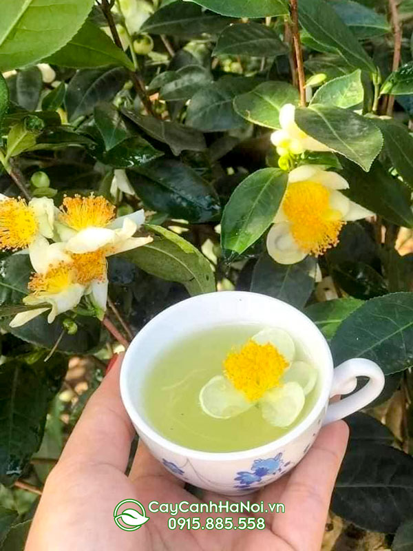 Hoa chè xanh Thái Nguyên