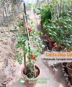 Nơi bán cây cà chua cảnh tại Hà Nội