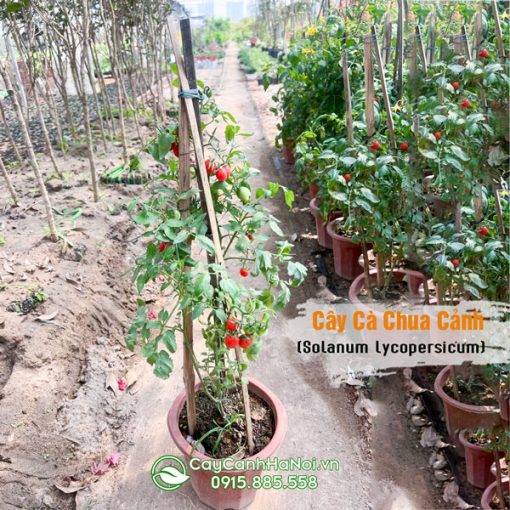 Nơi bán cây cà chua cảnh tại Hà Nội