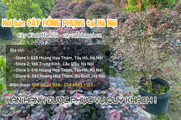 Nơi bán cây hồng phụng tại Hà Nội
