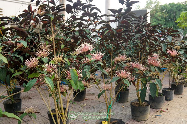 Nơi bán cây thiên phúc đẹp giá rẻ tại Hà Nội