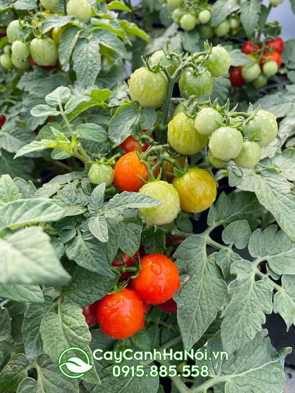 Thời điểm trồng cây cà chua cảnh