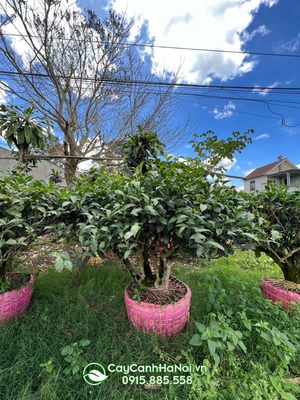 Vườn ủ dưỡng cây chè Thái Nguyên