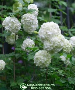 Cây cẩm tú cầu thân gỗ hoa trắng