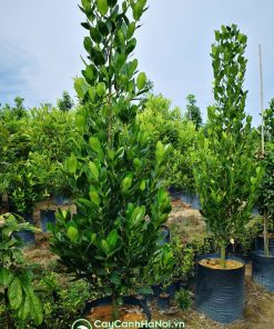 Cây Cảnh Hà Nội bán cây phúc nhiều kích thước