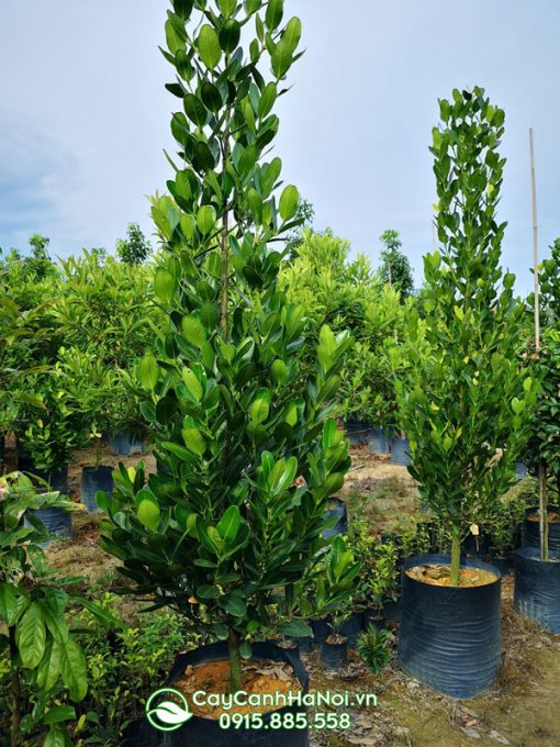 Cây Cảnh Hà Nội bán cây phúc nhiều kích thước